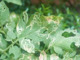 Check spelling or type a new query. Controlling Or Avoiding Leafminer Damage To Plants