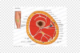 Cross sectional anatomy, timothy f. Transverse Section Png Images Pngegg
