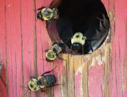 Why do bumble bees sting? Bumble Bees Nesting In Bird House What S That Bug