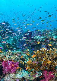 Fiji Reef Fish