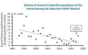 Monarch Population Size Over Winter 2018 2019 Announced And