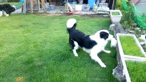 border collie s weight and growth chart