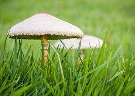 Mushrooms A Sign Of Healthy Soil Sky
