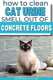 cat urine smell out of concrete