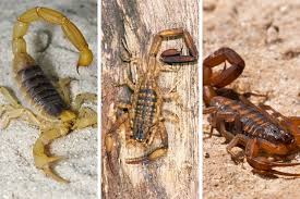 dangerous scorpions in the vegas valley