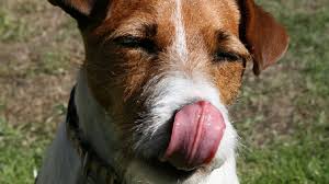 dogs smack their lips