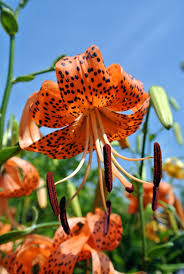 blooming tiger lilies the martha