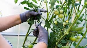prune your tomato plants