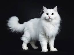 The black guard hairs may be banded and some white may appear near the roots. 8 Siberian Cat Colors Patterns With Pictures Excitedcats