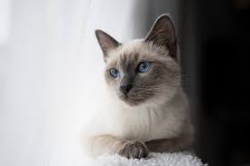 Kittens for sale in corpus christi, tx. 10 Most Affordable Cat Breeds With Pictures Excited Cats
