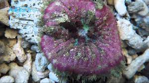 pink mini carpet anemone stictyla