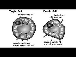 This increases the volume of the cytoplasm, which exerts pressure outwards. Biology Turgidityandflaccidity Icse10thbiology Plantphysiology Turgidity And Flaccidity Youtube