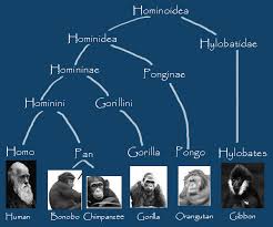 Chimp Taxonomy