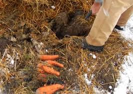 how to overwinter garden carrots in the