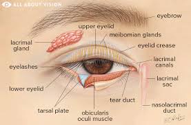 eyelid parts of the eyelid and how