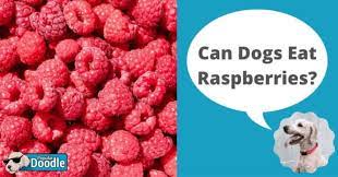 They're red, they look kind of weird, but they're certainly delicious! Can Dogs Eat Raspberries Are Raspberries Good For Dogs