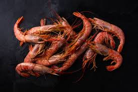 argentine red shrimp learn worldcl
