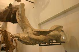 It is most easily recognized by a large bony protuberance emanating from the anterior end of the skull. Embolotherium Wikipedia