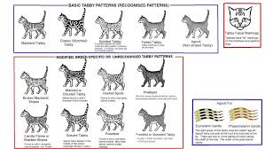 Recognized by the cat fancy since the late 19th century, it was developed first by the english. Cat Coat Patterns Chart Objektiv