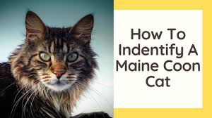 how to identify a maine cat you