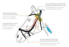 Schockemoehle Sports Equitus Alpha Anatomic Bridle Dressage And Eventing