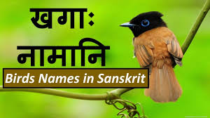 We have listed around more than 100+ animals name in hindi. à¤–à¤— à¤¨ à¤® à¤¨ Birds Names In Sanskrit Youtube