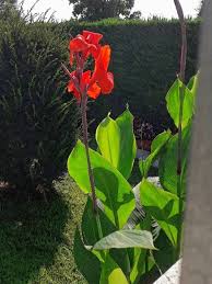Canna indica L., Canna lily (World flora) - Pl@ntNet identify