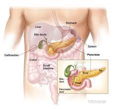 Because the pancreas lies deep in the belly in. Nancy A Normal Appearing Pancreas Spawns A Cancer Within Three Years The National Pancreas Foundation