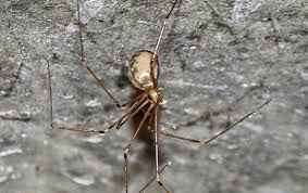 Is Spider Control A Necessity In