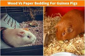 Wood Or Paper Bedding For Guinea Pigs