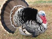 bronze turkey broad breasted white turkey