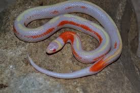 hybrid pythons