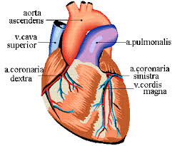 Retweleki Human Heart Diagram With Labels
