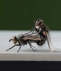 Fly porn