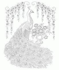 Search through 623,989 free printable colorings at getcolorings. Peacock Coloring Pages For Adults Coloring Home