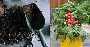 Best Potting Soil For Tomatoes Best