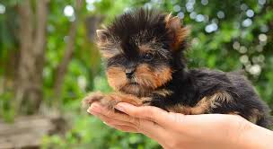 Yorkie Names 200 Amazing Ideas For Naming Yorkshire Terriers
