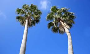 11 Types Of Palm Trees In Florida