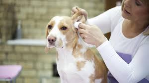 how to clean a dog s ears petmd