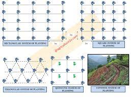 Layout Or Systems Of Planting In Orchards