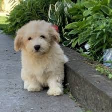Puppyfinder.com is your source for finding an ideal havanese puppy for sale in usa. Mr Max Havanese Puppy 599477 Puppyspot