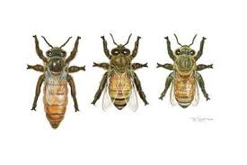queen honey bees giclee print