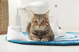 Encouraging your cat to drink water through the use of. These Cat Foods Can Help Treat Urinary Issues Catster