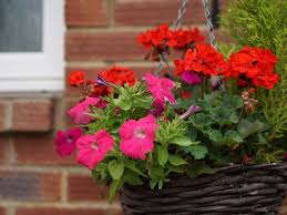 Best Red Flowers For Hanging Baskets