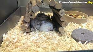 the website for russian dwarf hamsters