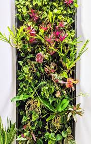 Add Orchids To Your Living Wall