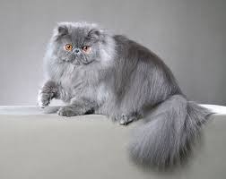 ペルシャの特徴と飼い方 可愛い画像いっぱい｜ねこのきもち 猫図鑑｜ねこのきもちWEB MAGAZINE