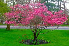 There are 30 to 50 species of dogwood that are native interesting dogwood facts: Best Dogwood Trees Types Facts Pictures Of Landscaping Ideas Shade Trees Landscape Trees Dogwood Tree Landscaping