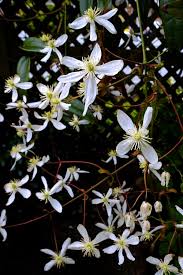 May 19, 2021 · to test whether the soil in an area drains well, dig a hole and fill it with water. Clematis Armandii Planting Pruning And Advice On Care For This Evergreen