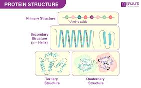 four types of protein structure